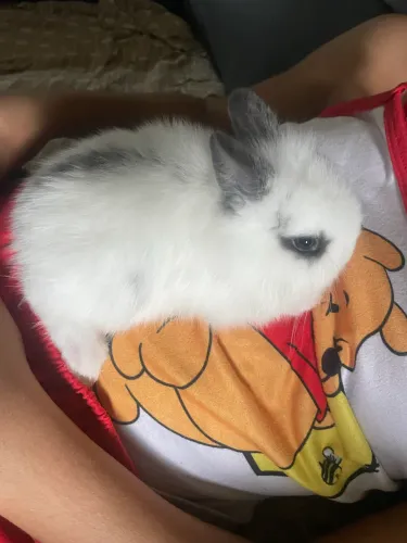 Coelhos mini lion heard