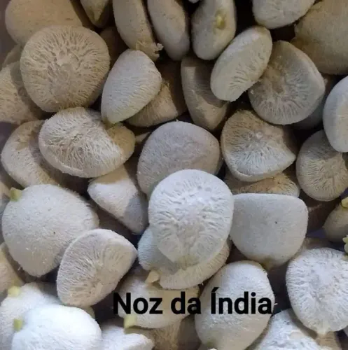 Noz da india 