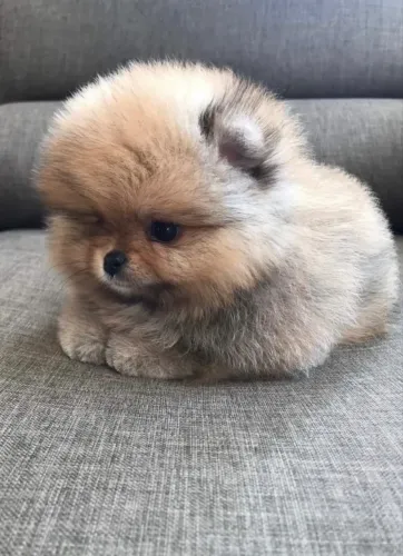 Lulu da pomerania fêmea 