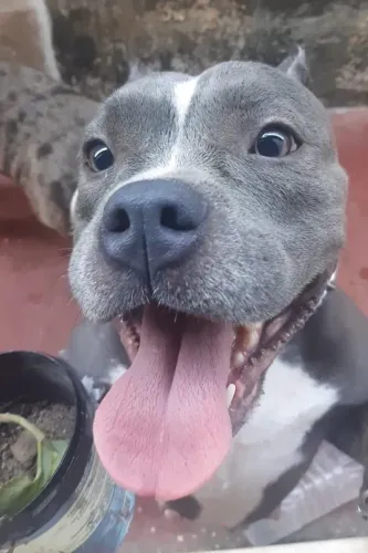Filhote American Bully - Com pedigree