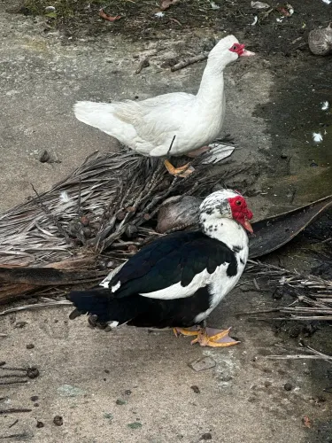 5 patos 