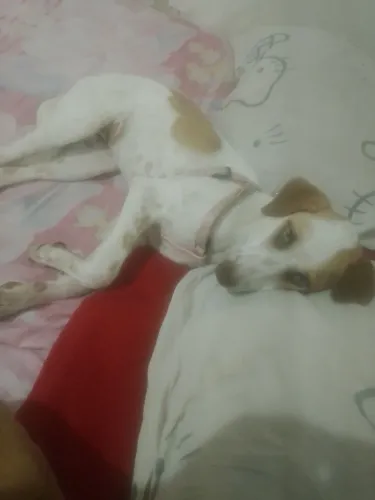 Doação de cadelinha urgente