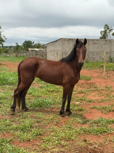 Égua mangalarga registrada 