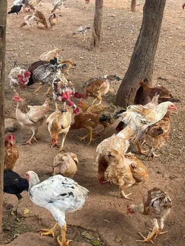Galinha, frango, Fraga!