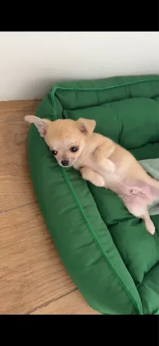 Filhote Chihuahua 2 meses