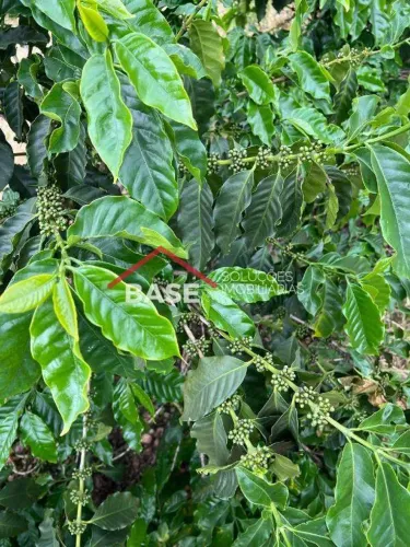 FAZENDA DE CAFÉ COM PORTEIRA FECHADA À VENDA Região de Piumhi | MG