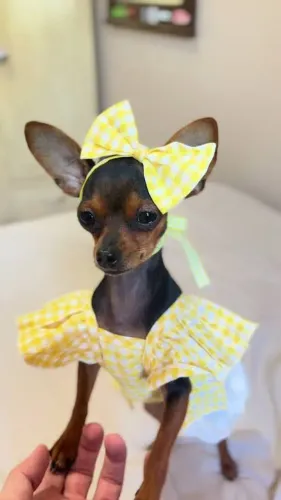 Pinscher número 0. VACINADA. Muito pequena