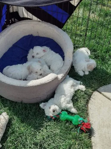 Maltês Porque alguns encontros simplesmente aquecem a alma