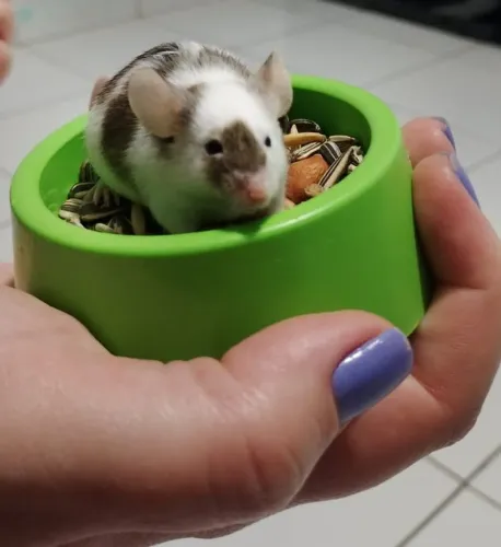 Camundongos