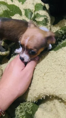 Pinscher com dois meses