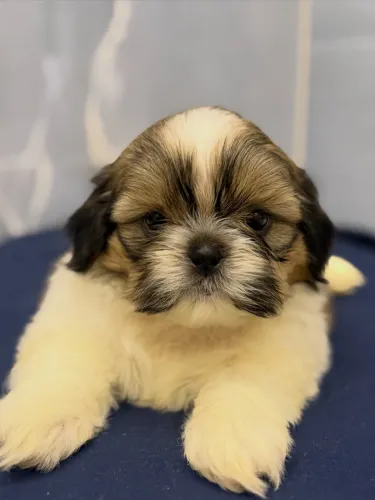 Shihtzu macho 