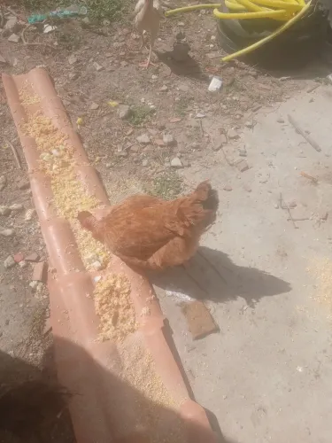 Vendo galinha no precinho 50 reais