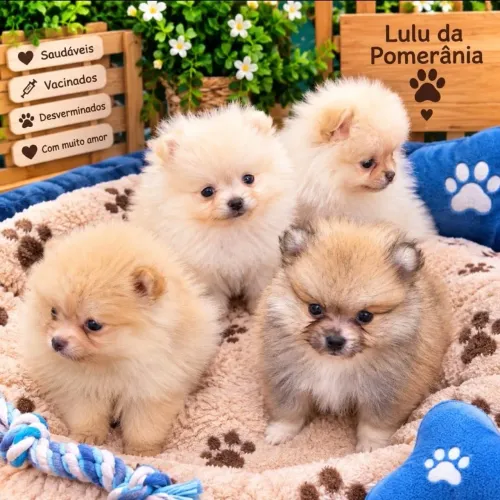Lulu da Pomerânia Spitz Alemão ? Filhotes Lindos e Saudáveis