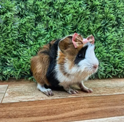 Porquinho da india