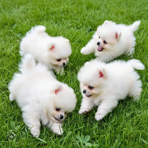 Lulu da Pomerânia 12x no cartão 