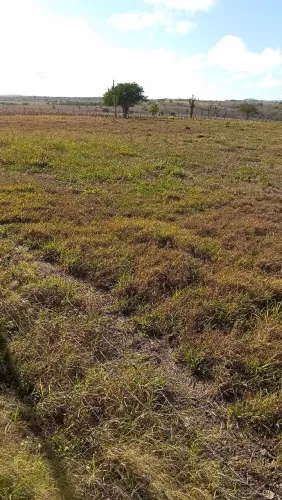 Aluguel de pasto, Bonsucesso Aparecida