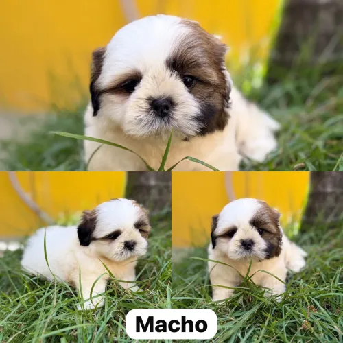 Menino de shitzu