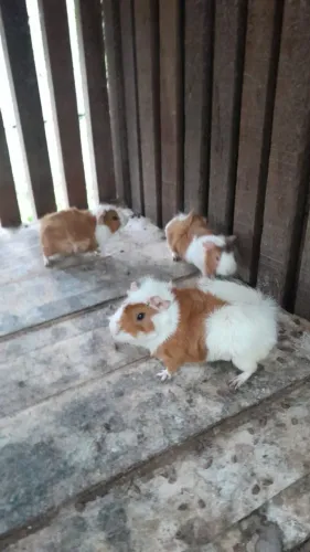 Porquinho da Índia