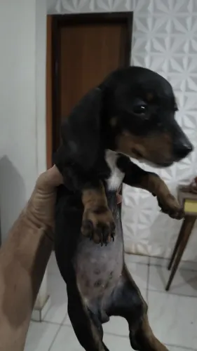 DASCHUND MACHO E FEMEA