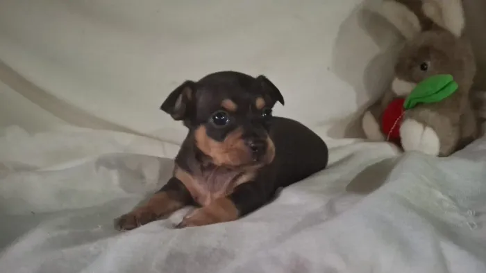 Pinscher