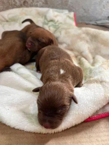 DOAÇÃO DE CACHORROS