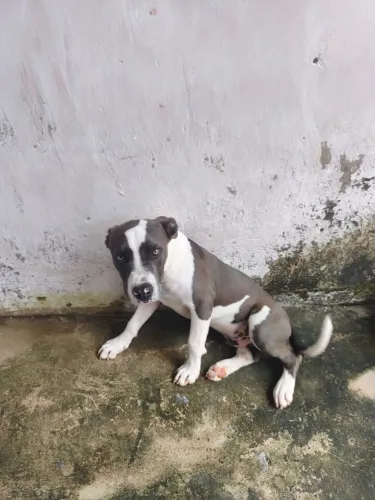 Pitbull pra vender