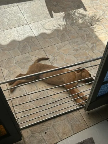 Doação de cachorrinha urgente!!