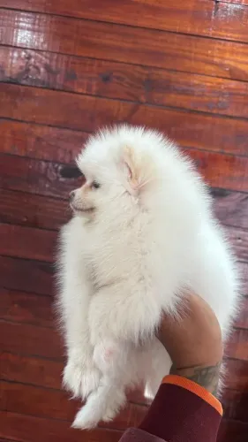 Cachorro Lulu da Pomerania promoção imperdível liberada somente neste fim de semana