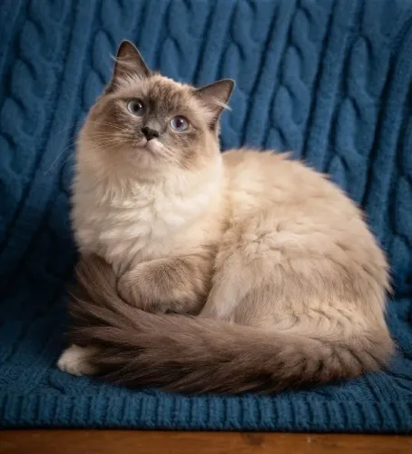 Gato Ragdol