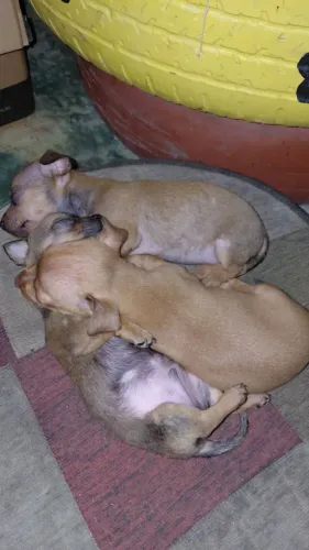 Cachorros Pincher 01