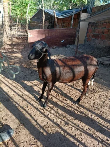 Ovelha