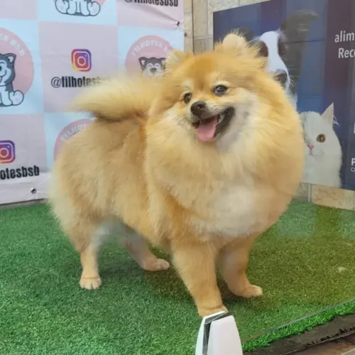 Lulu da Pomerânia - Macho - Pedigree CBKC - 10x s/ nos cartões