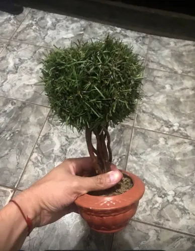 MINI ÁRVORE SÓ 70 REAIS 