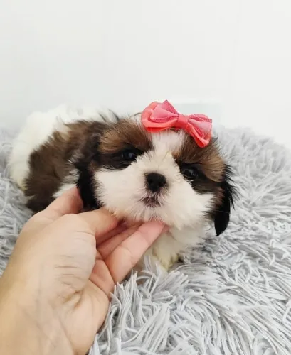 Shih tzu a venda entrega hoje