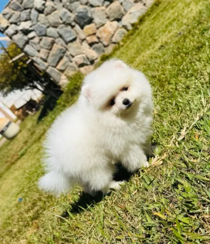 Spitz Alemão (Lulu da Pomerânia)