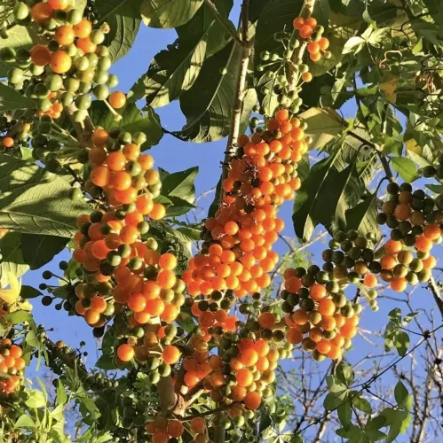Mudas de árvore fruta do sabia 