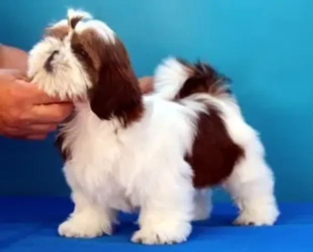 Shih-Tzu Micro white Fêmea - Beleza e Carinho em um Só Filhote!