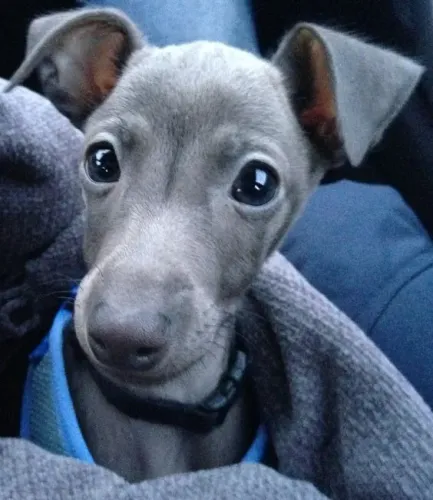 Galgo Italiano Machoo