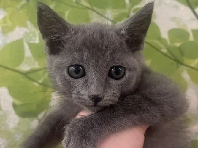  Russian Blue - Desconto no Pagamento avista !