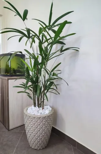 Palmeira rafis no vaso plantada ou qualquer vaso da foto