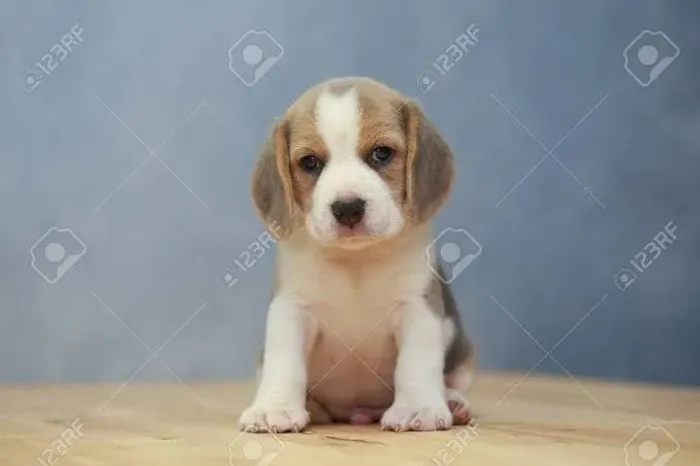 Beagle Pedigree de Qualidade - Entrega Segura