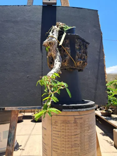 Bonsai de caliandra spinosa no estilo cascata 