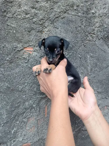 Fêmea 01 miniatura com 2 meses valor 600 reais .