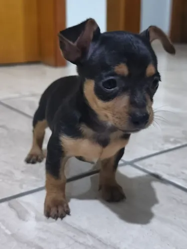 Filhote de pinscher 1