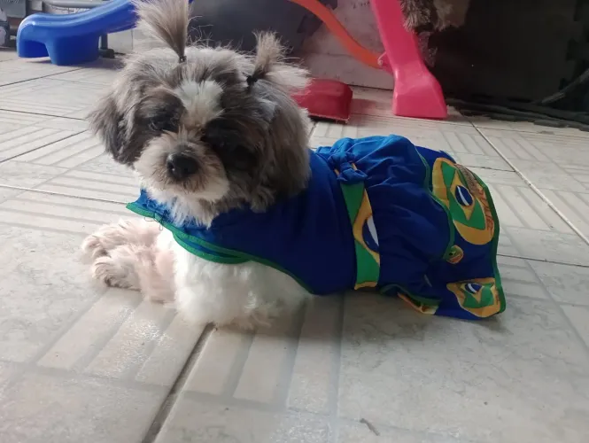 Troco casal de shih Tzu mini fêmea 1 ano macho 1 ano e meio