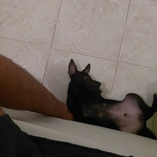 DOANDO CACHORRO FILHOTE SRD