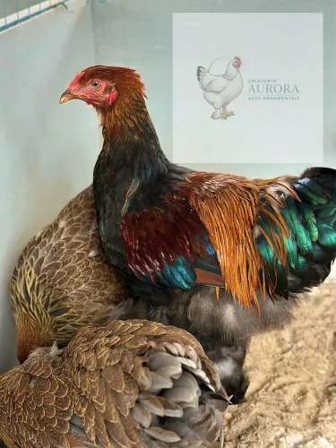 Galinhas Brahma Perdiz - Padrão Importado | Genética Selecionada