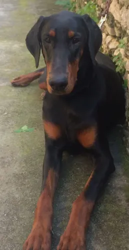 FEMEA DE DOBERMAN MATRIZ