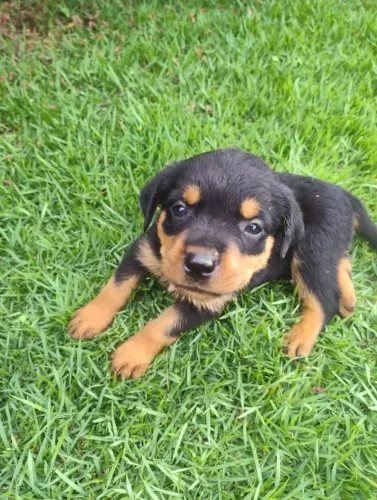 Rottweiler