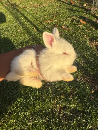 Vendo Coelhos